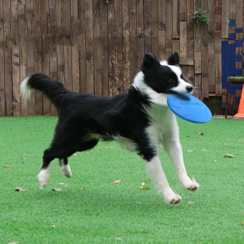 Zabawki dla psów Miękki siliko – Frisbee Freestyle Disc recenzja i cena